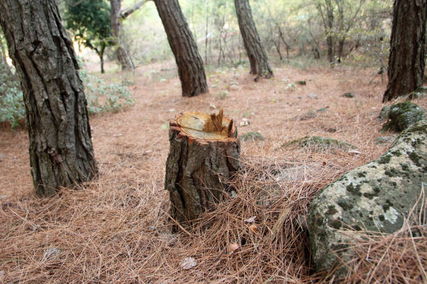 Clinton, WI Tree Removal Services Company