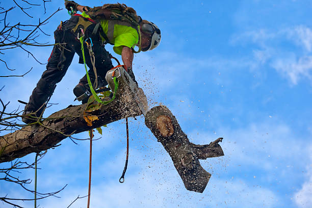 How Our Tree Care Process Works  in  Clinton, WI